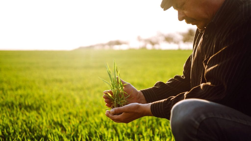 Agroindústria cearense